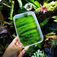 🔥Terrarium Moss🔥 Hypnum Curvifolium Moss🔥 - Terrarium Plant / Paludarium / Vivarium / Garden  / Moss