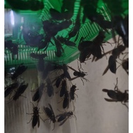 Ready Stock God Black-Tailed Hornet Hornet Hornet Specimen