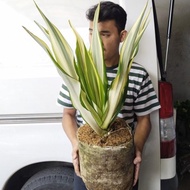 Tanaman hias agave kuning putih/ furcraea foetida gigantea