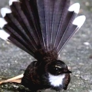 Burung sikatan kipas jawa