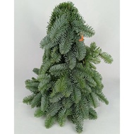 Fresh Nobilis Fir Mini Christmas Tree | Real Nordic Fir Tree Decoration for Home & Office Display