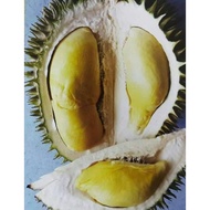 Durian Asfa 50 VVIP Premium,Gabungan 4baka Durian Terbaik(2kaki)/MthG