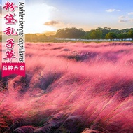 Influencer Grass Fendai Chaos Seed Grass Seed Flower Seed Hairy Chaos Seed Grass Winter Cold-Resista