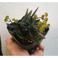 Euphorbia francoisii (pic150224)
