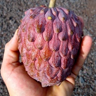 Atemoya red israel ต้นน้อยหน่า สายพันธุ์ชาวอิสราเอล เป็นไม้เขตร้อนติดผลโดยไม่ต้องผสมเกสร ติดผลดก น้อ