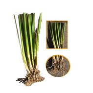 Daniels Shop - Vetiver Grass available Per Slips . Vetiver Grass Slips or Seedling Best For Slope Pr