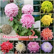 ปลูกง่าย เมล็ดสด100% เมล็ดพันธุ์ ดอกเบญจมาศ บอนสี บรรจุ 200 เมล็ด คละสี Chrysanthemum Flower Seeds for Planting เมล็ดดอกไม้ เมล็ดบอนสี บอนไซ ต้นไม้ พันธุ์ดอกไม้ ต้นบอนไซ ต้นไม้มงคล ไม้ประดับ ต้นไม้ฟอกอากาศ บอนสีหายาก ดอกไม้จริง ดอกไม้ปลูก แต่งบ้านและสวน