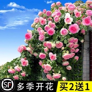 Rose Flower Seed Outdoor Planting Flower Seed Climbing Wall Plant Four Seasons Easy Living Flower Co
