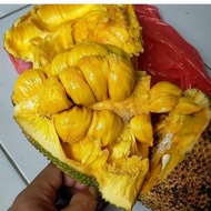 Promo Nangka Cempedak 1 Buah Super Manis