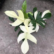 TANAMAN HIAS PHILODENDRON FLORIDA GHOST VARIGATA