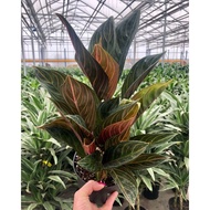 Aglaonema Rotundum Rare thai Variety