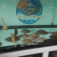Ikan Pari Air Tawar Motoro