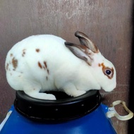 kelinci mini Rex indukan