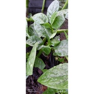 自家种植 帝王苗种SAYUR RAJA / EMPEROR SPROUT ceylon spinach