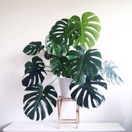 MONSTERA KING