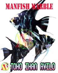 ojek ikan hias aquascape manfish layang marble hitam loreng belang size kecil