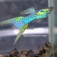 Snakeskin Double Sword Guppy - 1 trio（Live Fish）