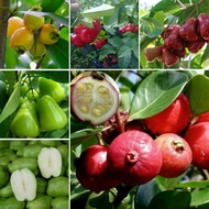 Anak pokok Jambu hybrid: Mawar/Bertih/JambuBol atau JambuKayu/MaduMerah/MaduHijau/Strawberries/TiadaBiji