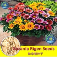 【Ready Stock现货】Mix Color Gazania Rigen Seeds 混色勋章菊种子