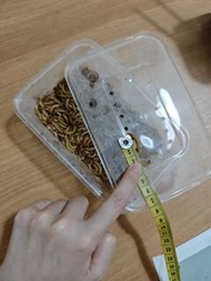 麥皮蟲麵包蟲