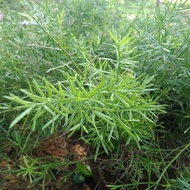 Asparagus fern live plant