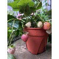 Anak Pokok Strawberry Pine Berry Tanah Rendah