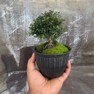 COD Bonsai seribu bintang gratis pot hitam dan lumut sesuai foto postingan