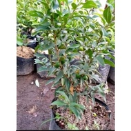 Gravel guava gravel guava bonsai material