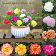 High Quality 1000pcs Portulaca Seeds Colorful Double Petal Sun Flower Seeds Benih Pokok Bunga Indoor Outdoor Bonsai Plant Seed Home Garden Flowers Decoration Ornamental Plant Air Purification Plants for Sale Seeds for Planting Easy To Grow In All Malaysia