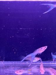 【百萬魚坊】日本藍雙劍 純種孔雀魚一對