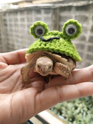Temsuk : ชุดเต่า ชุดเต่าบก ชุดเต่าซูคาต้า ลายกบ (frog)🐸  สินค้า Handmade ถักจากไหมพรม 4ply สายรัดเป็นยางยืด