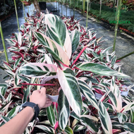 New Stock #2 Big P150 Calathea Musaica /Leopardina /Mickey Mouse /Triostar - Seri Bjaya Nursery