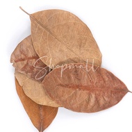 Isopod Pet Food Dried Leaves Jackfruit Leaves Dried / Dry Leaf / Dried Leaves / Dry Jackfruit Leaves