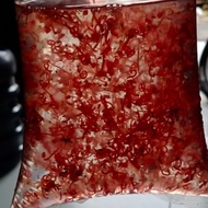 Cacing Darah Hidup Bloodworm