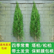 Tree Tree Pine Tree Side Cypress Tree Tree Pagoda Pine Cypress Tree Pine Cypress Tree Four Seasons E