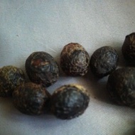 bay leaf laurel seeds