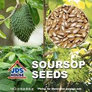 [Ready Stock] Soursop Seed Plant Vege Seeds Biji Benih Buah Durian Belanda Fruit Vegetables Sayur 红毛榴莲蔬菜水果种子种植天然菜园