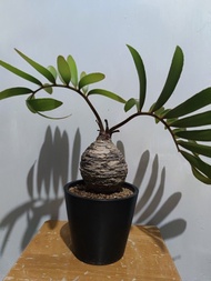 墨西哥鐵樹