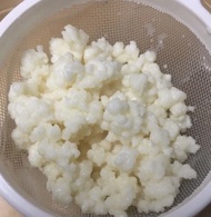  kefir grains奶克 55-70$（可SF到付．冷運）