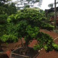 tanaman hias lohansung bonsai - bonsai lohansung dewasa besar - ori