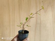 ∴。*藝術.美樹°*∴ ＊一才桑A~豆缽小品,日系品種三角葉,樹性強健,輕鬆享受著果樂趣!＊