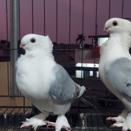 Burung Merpati Hias Santinet Bluenet Sepasang Indukan Muda // Merpati