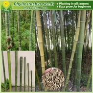 เมล็ดพันธุ์ ไผ่โมโซ เมล็ดไผ่ บรรจุ 50 เมล็ด Moso Bamboo Seeds (Phyllostachys edulis) เมล็ดไผ่โมโซ ไผ
