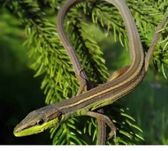 mainan kadal ekor panjang/orong oronggb