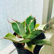 瓜達拉哈拉 龍舌蘭 #Agave guadalajarana 