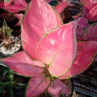 tanaman hias aglonema pink catrina dewasa
