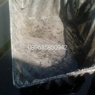 bibit ikan hias mas koki rancu per 1000 ekor murah lokasi kediri