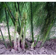 Asparagus Tahan Panas Benih/Seed