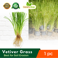 Best Seller Vetiver grass