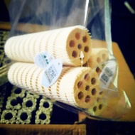 Lotus root mountain tree gen 2.